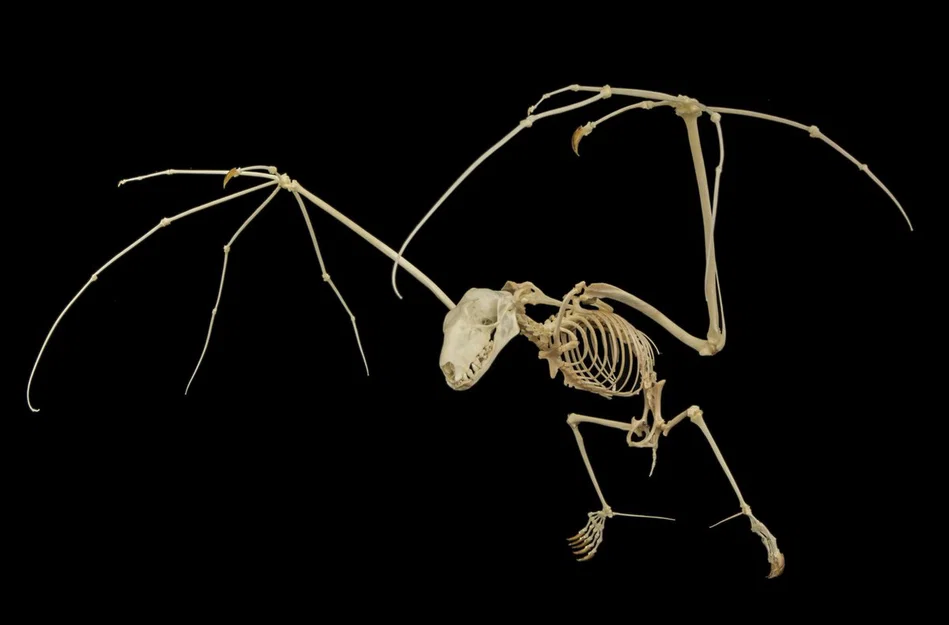 Mô hình bộ xương Dơi quạ (Flying fox skeleton) - Image 1
