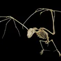 Mô hình bộ xương Dơi quạ (Flying fox skeleton) - Thumbnail 1