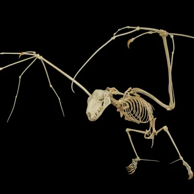 Mô hình bộ xương Dơi quạ (Flying fox skeleton)