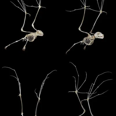 Mô hình bộ xương Dơi quạ (Flying fox skeleton)