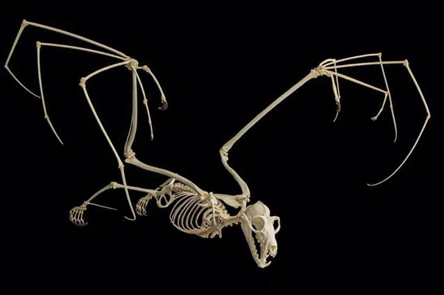 Mô hình bộ xương Dơi quạ (Flying fox skeleton) - Image 3