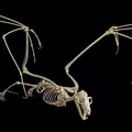 Mô hình bộ xương Dơi quạ (Flying fox skeleton) - Thumbnail 3