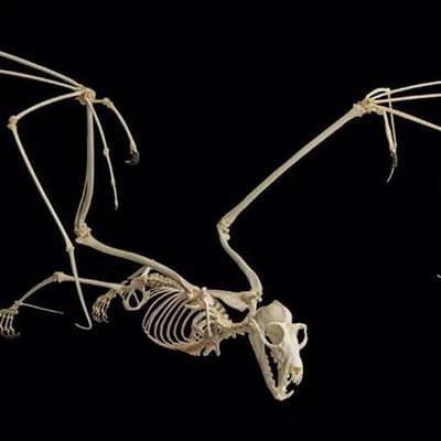 Mô hình bộ xương Dơi quạ (Flying fox skeleton)