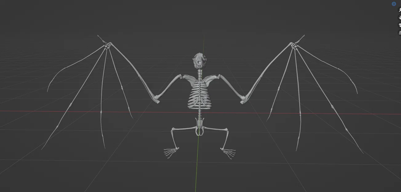 Mô hình bộ xương Dơi quạ (Flying fox skeleton) - Image 4