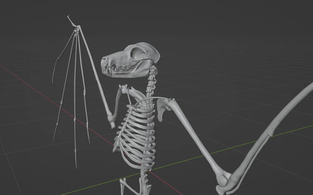 Mô hình bộ xương Dơi quạ (Flying fox skeleton) - Image 5