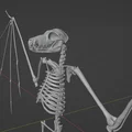 Mô hình bộ xương Dơi quạ (Flying fox skeleton) - Thumbnail 5
