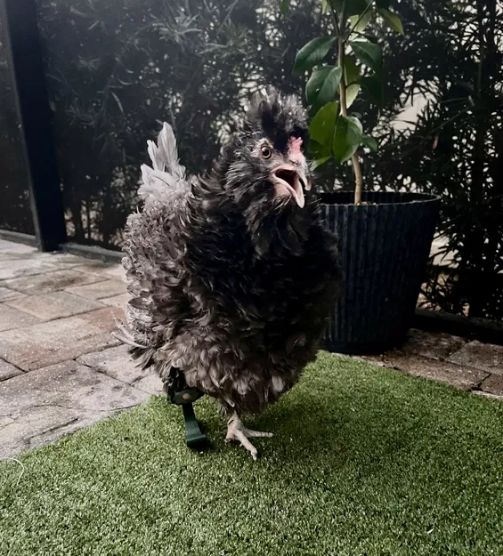 Chân giả 3D cho gà - Image 1