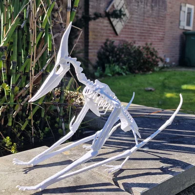 Mô hình 3D bộ xương khủng long bay Pteranodon độc đáo