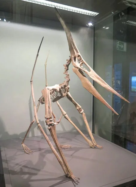 Mô hình 3D bộ xương khủng long bay Pteranodon độc đáo - Image 3