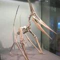 Mô hình 3D bộ xương khủng long bay Pteranodon độc đáo - Thumbnail 3