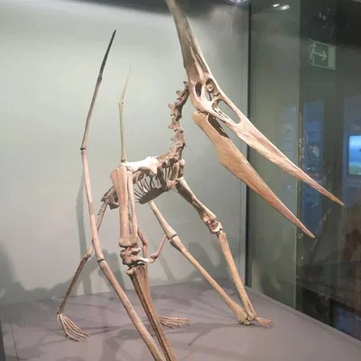 Mô hình 3D bộ xương khủng long bay Pteranodon độc đáo