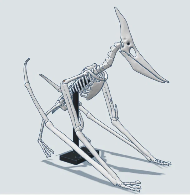 Mô hình 3D bộ xương khủng long bay Pteranodon độc đáo - Image 5