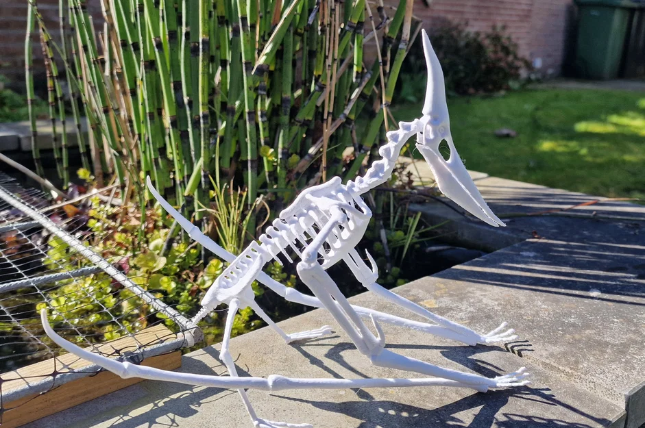 Mô hình 3D bộ xương khủng long bay Pteranodon độc đáo - Image 6