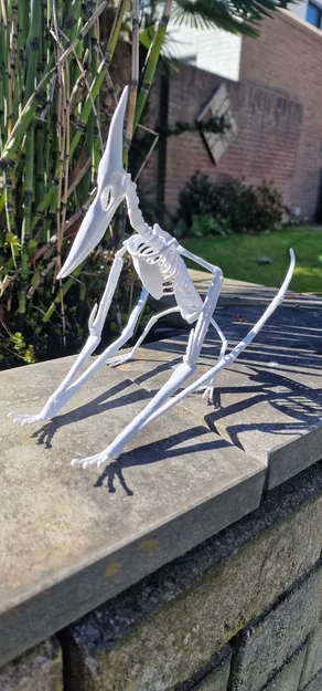 Mô hình 3D bộ xương khủng long bay Pteranodon độc đáo - Image 8