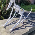 Mô hình 3D bộ xương khủng long bay Pteranodon độc đáo - Thumbnail 8