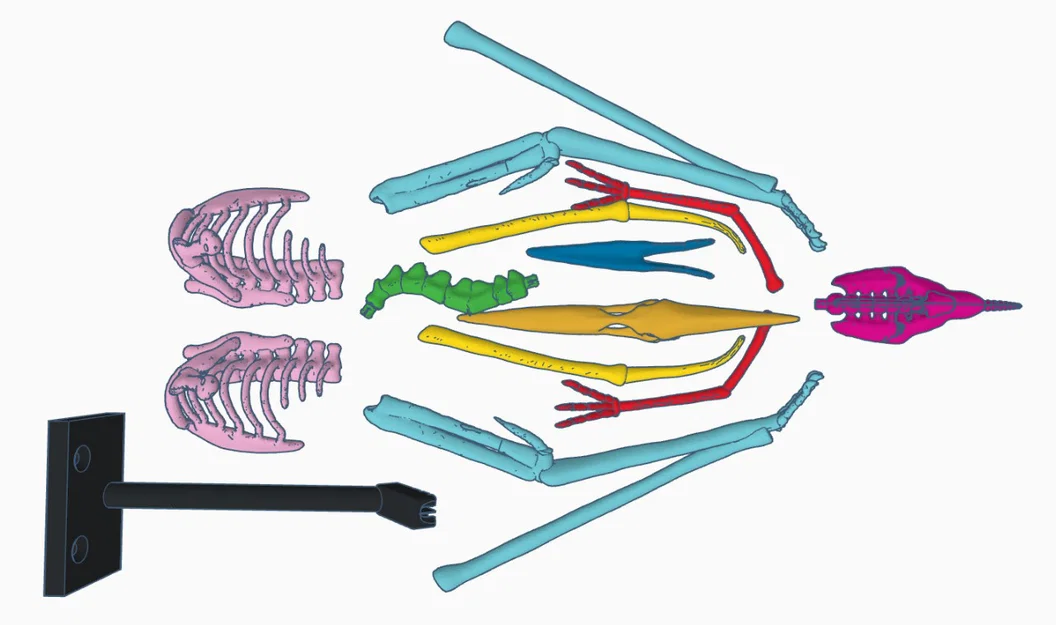 Mô hình 3D bộ xương khủng long bay Pteranodon độc đáo - Image 10