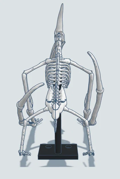 Mô hình 3D bộ xương khủng long bay Pteranodon độc đáo - Image 12