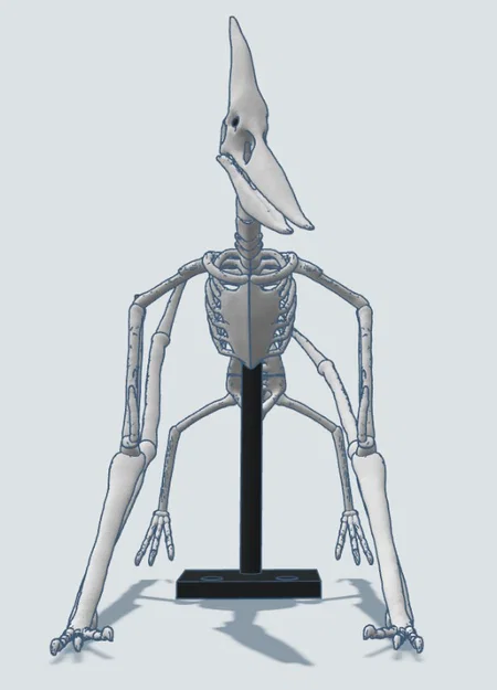 Mô hình 3D bộ xương khủng long bay Pteranodon độc đáo - Image 13