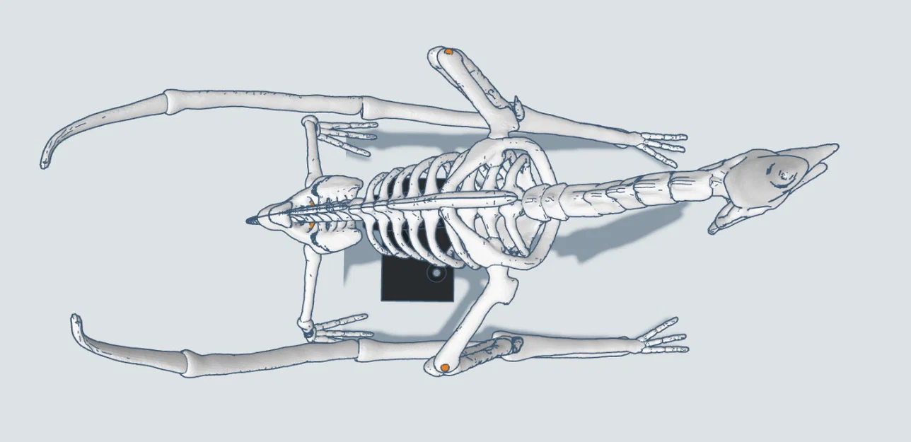 Mô hình 3D bộ xương khủng long bay Pteranodon độc đáo - Image 14