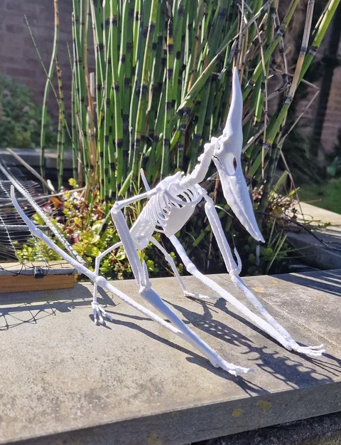 Mô hình 3D bộ xương khủng long bay Pteranodon độc đáo - Image 17