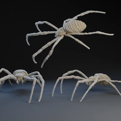 Mô hình 3D Nhện Orb Weaver chi tiết cho người yêu động vật