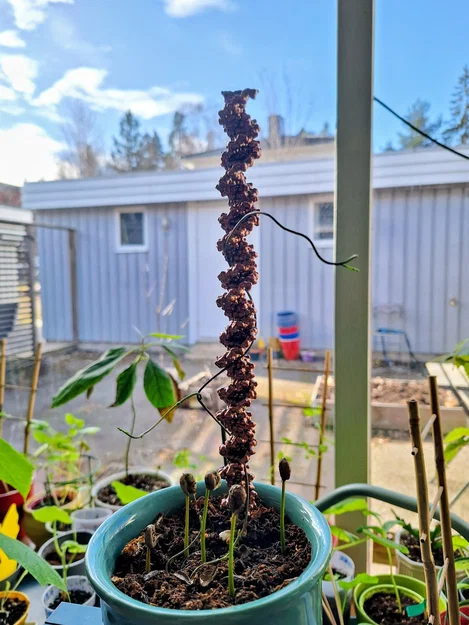 Cây cắm trang trí chậu cây hình cấu trúc DNA (B-Form DNA Plant Stick) - Image 1