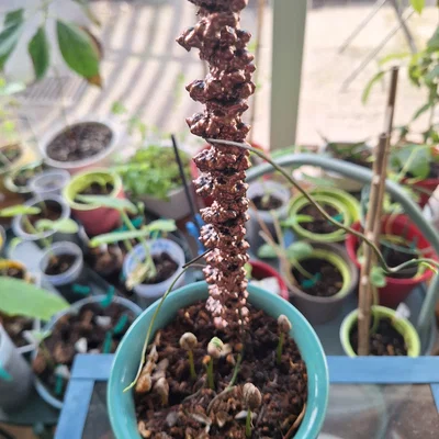 Cây cắm trang trí chậu cây hình cấu trúc DNA (B-Form DNA Plant Stick)
