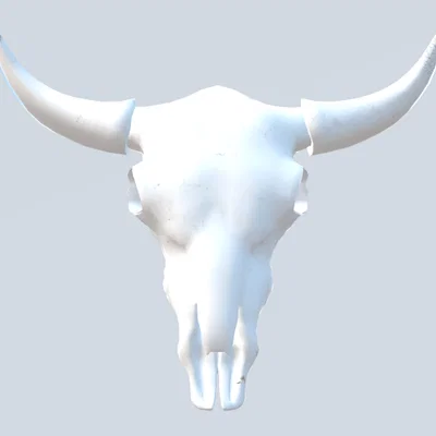 Mô hình đầu lâu bò (Cow skull)
