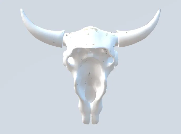 Mô hình đầu lâu bò (Cow skull) - Image 2