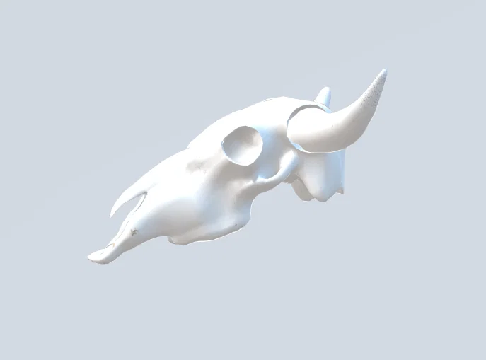 Mô hình đầu lâu bò (Cow skull) - Image 3
