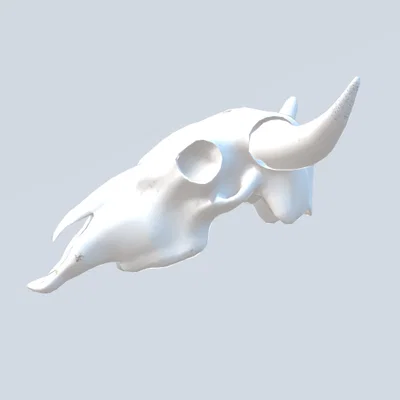 Mô hình đầu lâu bò (Cow skull)
