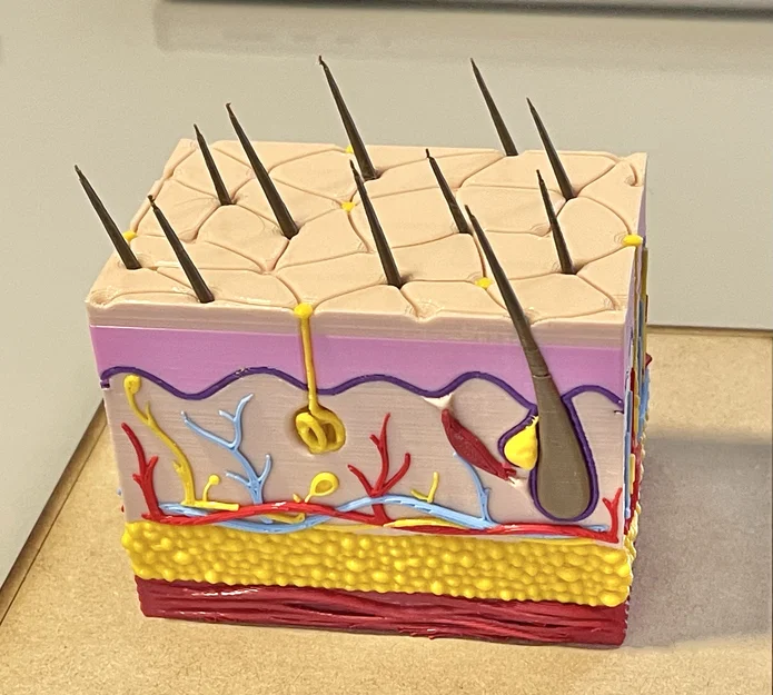 Mô hình giải phẫu da người chi tiết - Tối ưu cho in 3D đa màu - Image 1