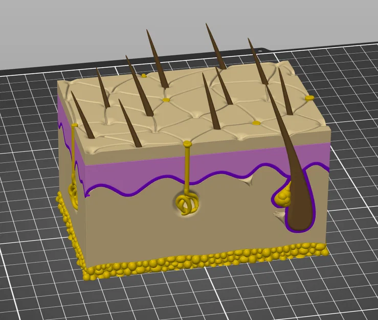 Mô hình giải phẫu da người chi tiết - Tối ưu cho in 3D đa màu - Image 2