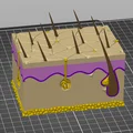 Mô hình giải phẫu da người chi tiết - Tối ưu cho in 3D đa màu - Thumbnail 2