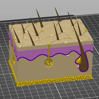 Mô hình giải phẫu da người chi tiết - Tối ưu cho in 3D đa màu