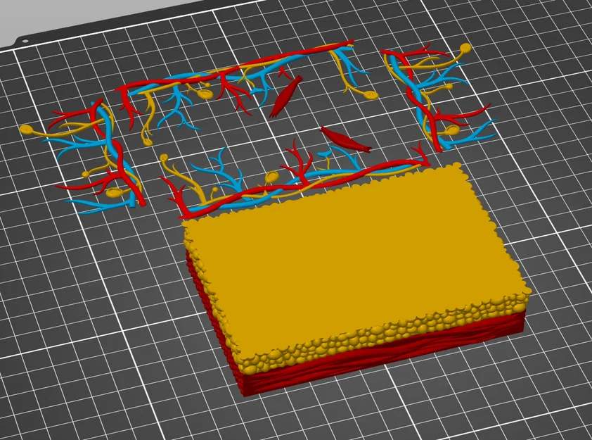 Mô hình giải phẫu da người chi tiết - Tối ưu cho in 3D đa màu - Image 3