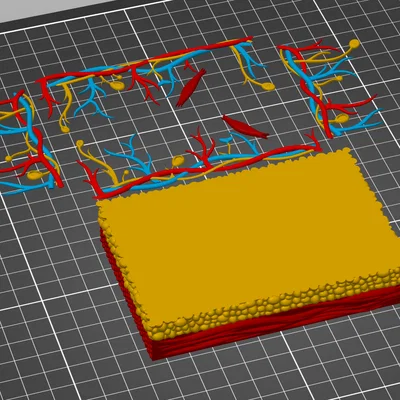 Mô hình giải phẫu da người chi tiết - Tối ưu cho in 3D đa màu