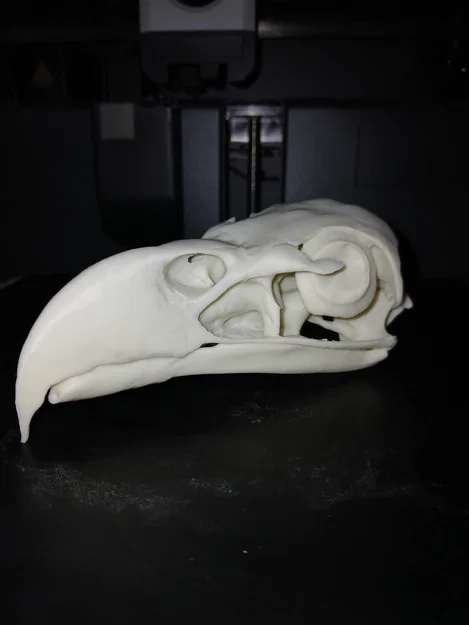 Mô hình Sọ Đại bàng đầu trắng (Bald Eagle Skull) - Image 1