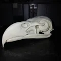 Mô hình Sọ Đại bàng đầu trắng (Bald Eagle Skull) - Thumbnail 1