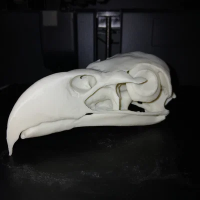 Mô hình Sọ Đại bàng đầu trắng (Bald Eagle Skull)