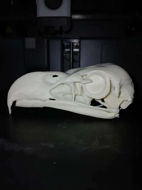 Mô hình Sọ Đại bàng đầu trắng (Bald Eagle Skull) - Image 2