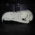Mô hình Sọ Đại bàng đầu trắng (Bald Eagle Skull) - Thumbnail 2