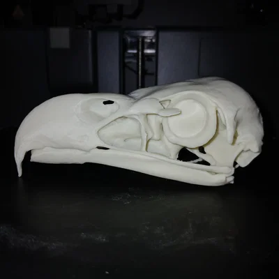 Mô hình Sọ Đại bàng đầu trắng (Bald Eagle Skull)