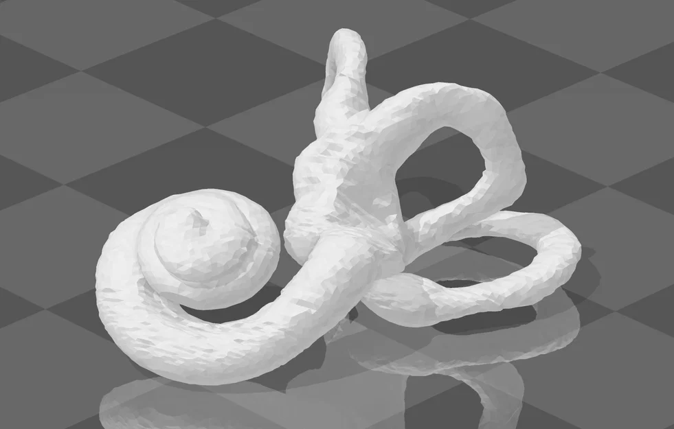 Mô hình 3D ốc tai người (Human Cochlea) kích thước chuẩn giải phẫu - Image 1