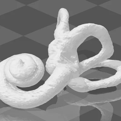 Mô hình 3D ốc tai người (Human Cochlea) kích thước chuẩn giải phẫu