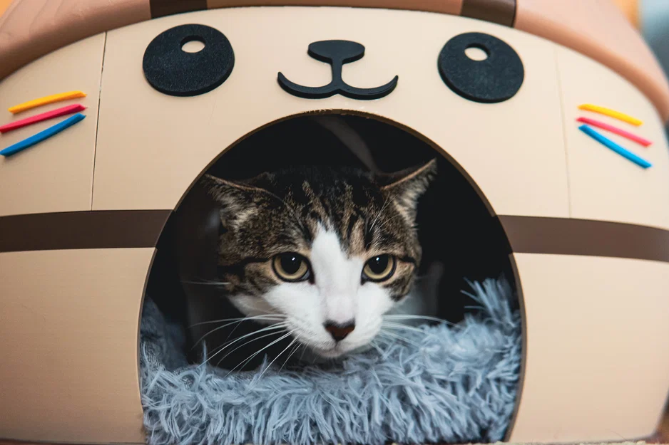 Nhà Mèo Kawai Dễ Thương - Ngôi Nhà Cho Thú Cưng Cỡ Lớn - Image 10