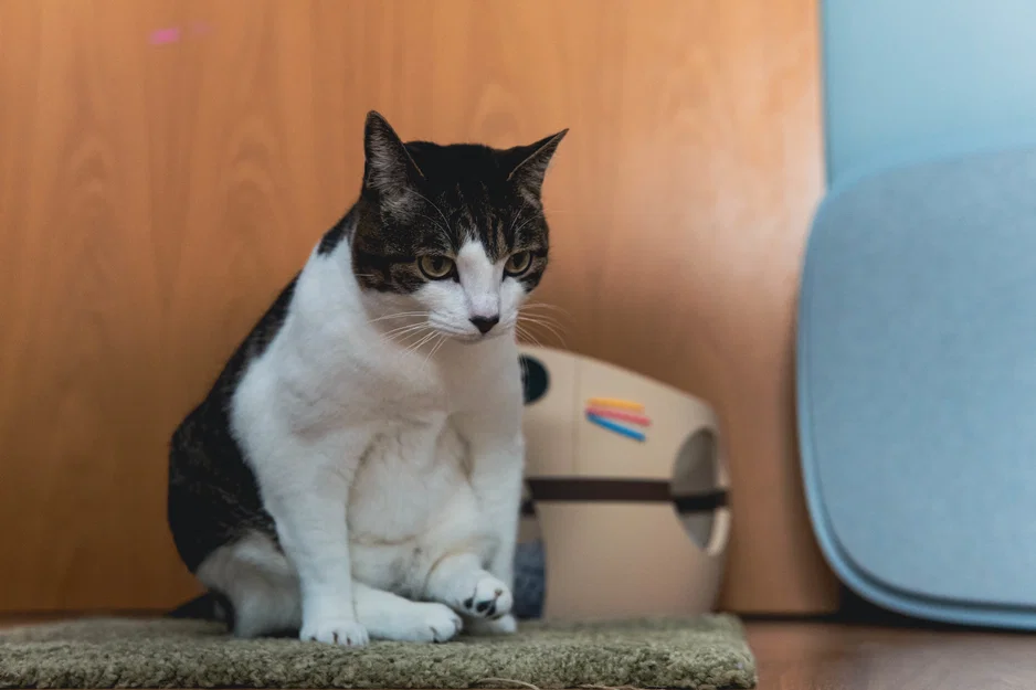 Nhà Mèo Kawai Dễ Thương - Ngôi Nhà Cho Thú Cưng Cỡ Lớn - Image 15