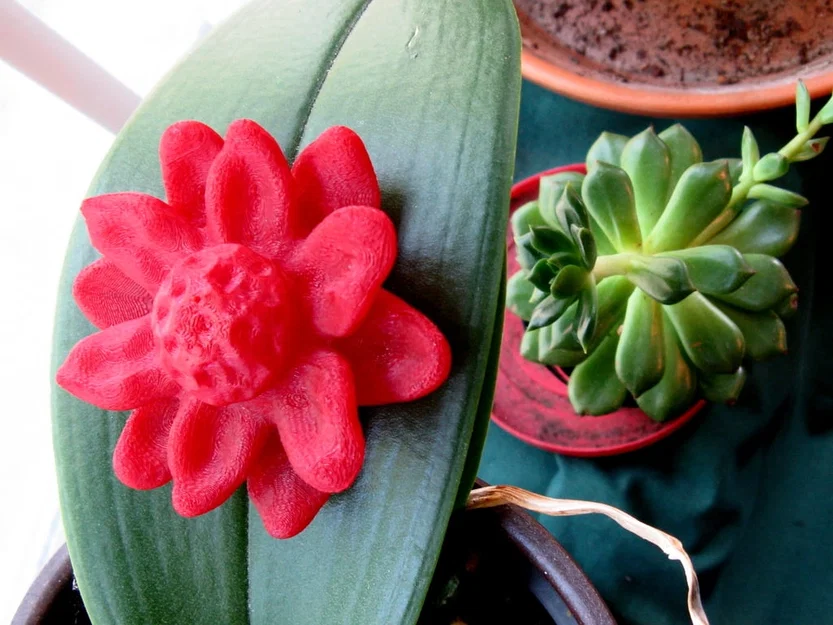 Bông Hoa Nổi (Floating Flower) - Image 1