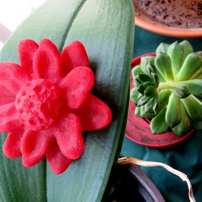Bông Hoa Nổi (Floating Flower)