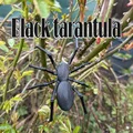 Mô hình nhện đen Tarantula, góa phụ đen siêu thực - Thumbnail 1
